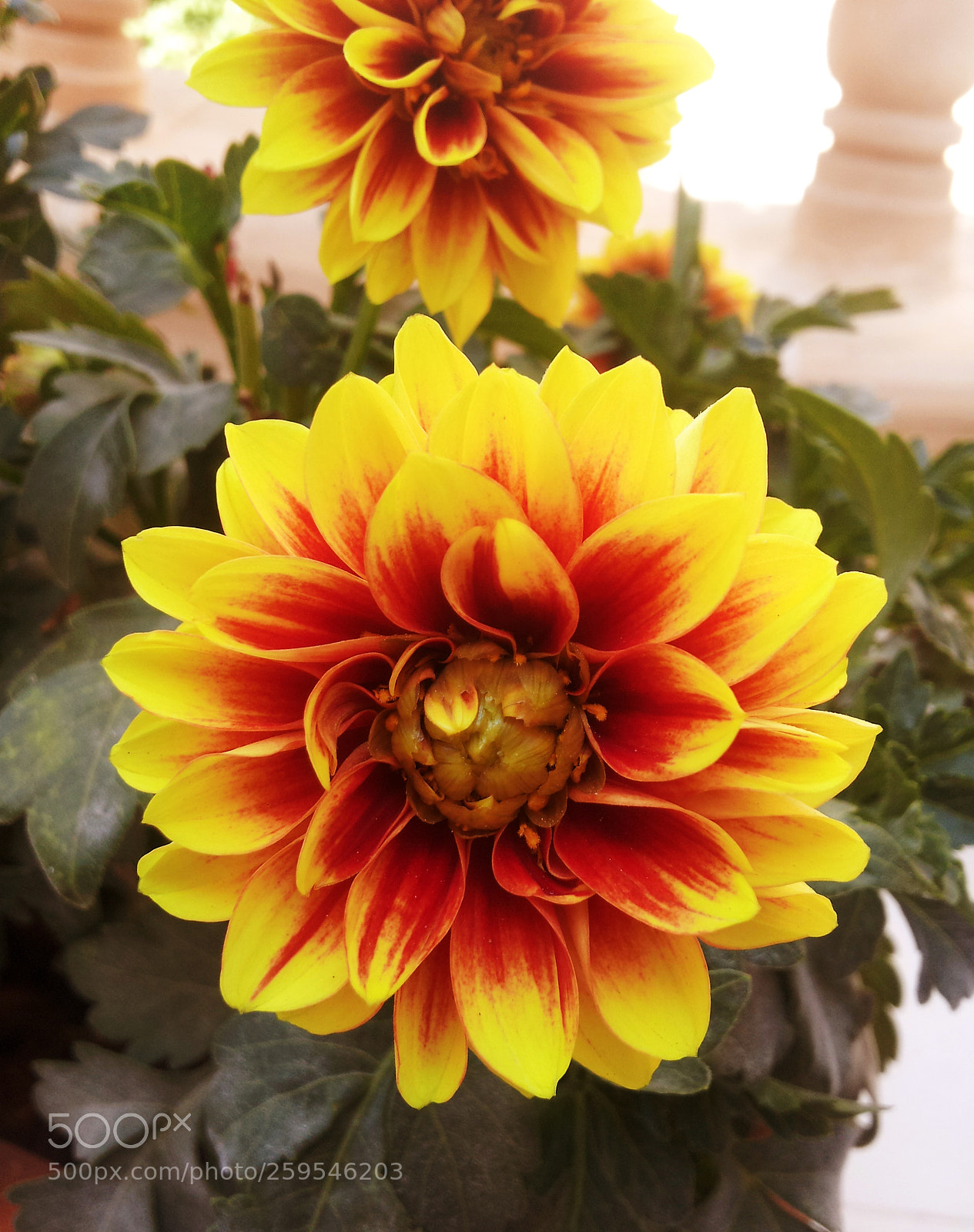 Samsung Galaxy S2 sample photo. R a photography