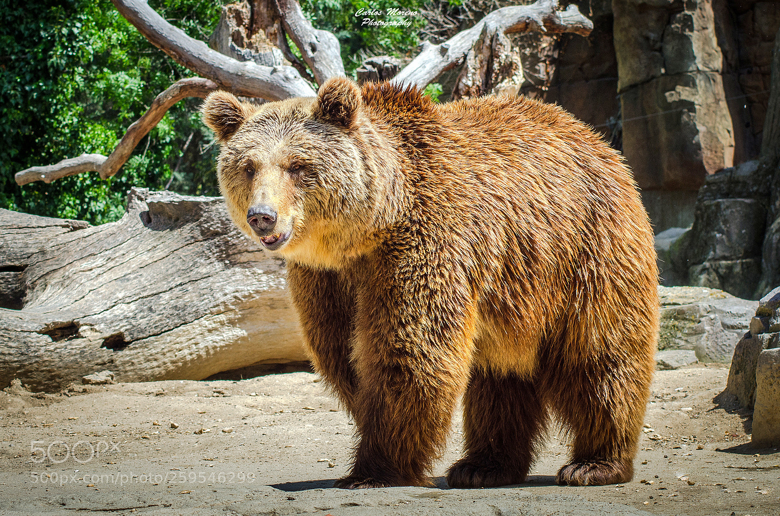 Nikon D7000 sample photo. "oso" photography