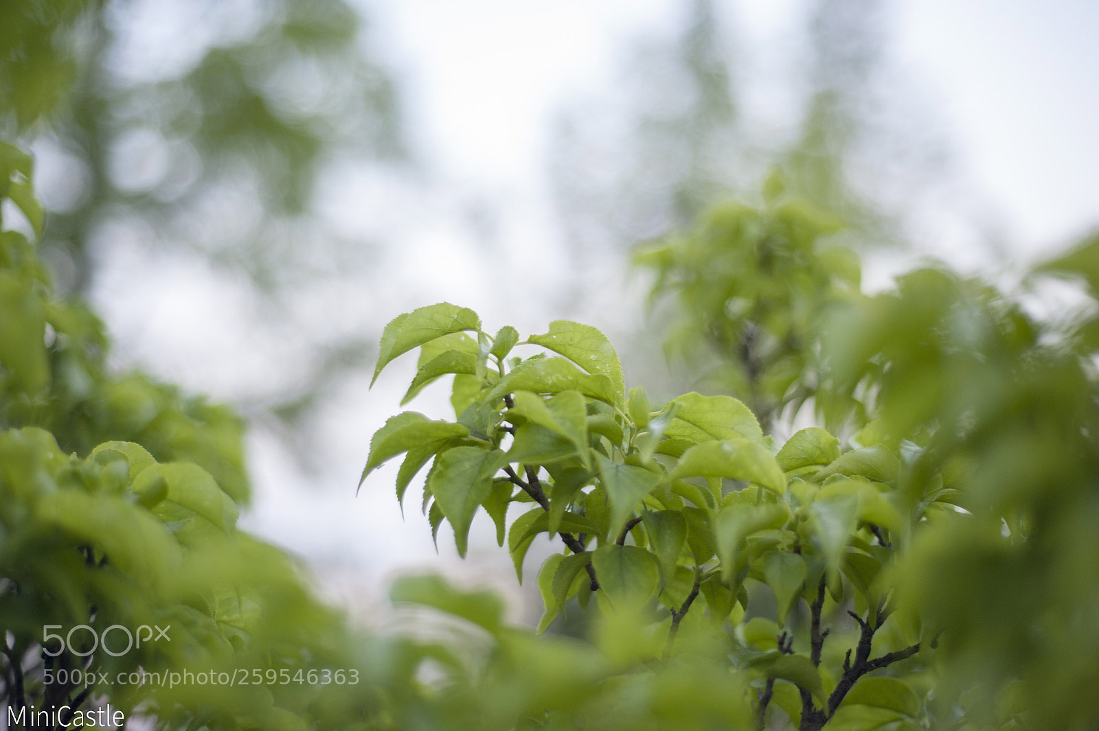 Nikon D700 sample photo. Untitled photography