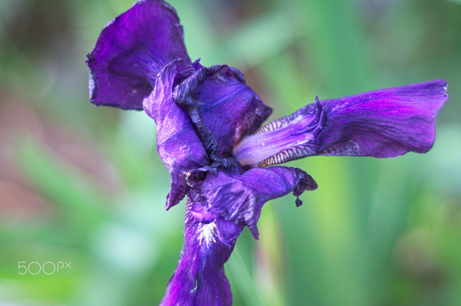 Nikon D90 sample photo. Flower photography