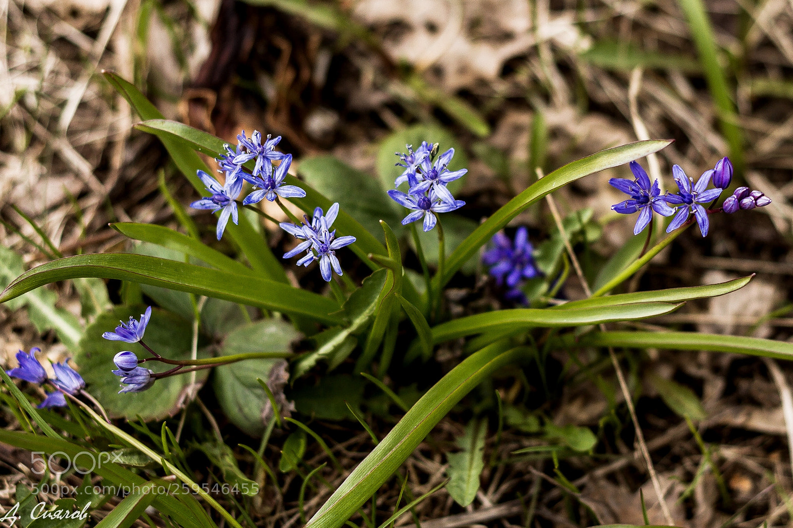 Canon EOS 7D sample photo. подснежники photography