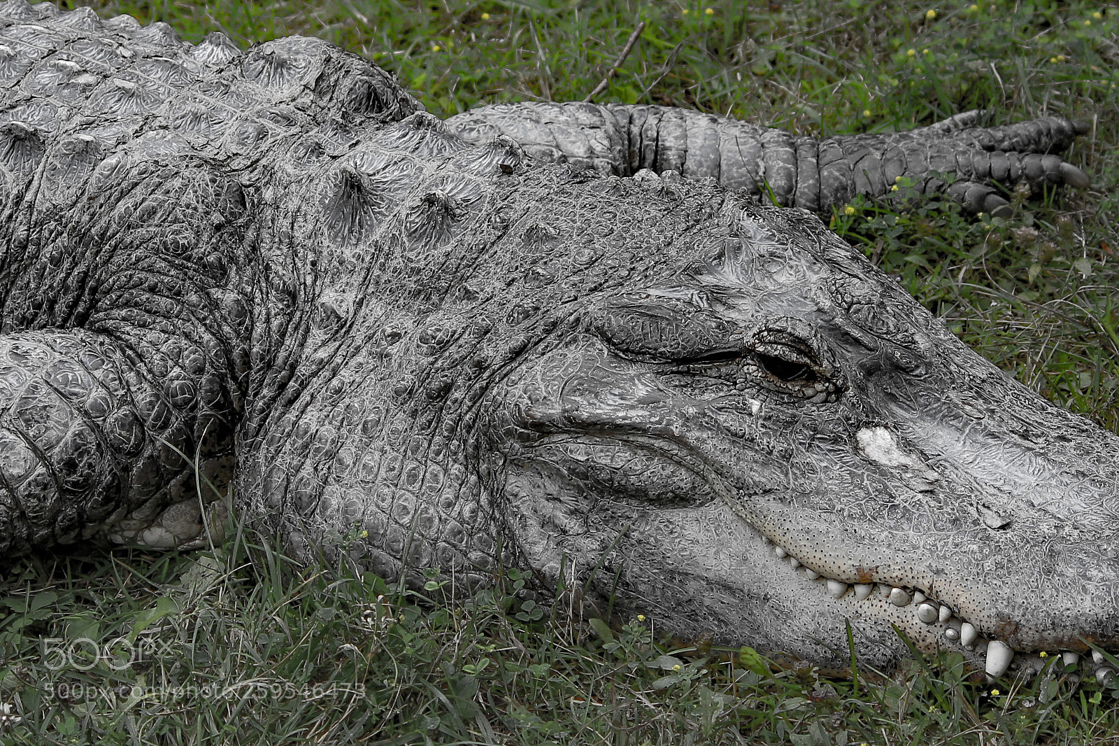 Canon EOS 700D (EOS Rebel T5i / EOS Kiss X7i) sample photo. Crocodile photography