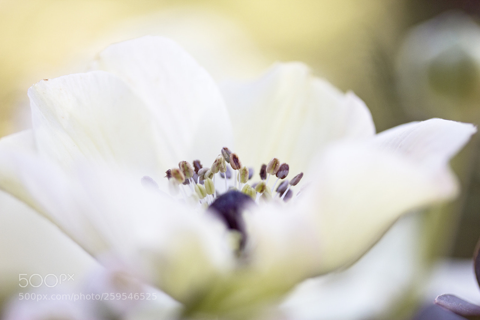 Canon EOS 60D sample photo. Kronen-anemone (anemone coronaria) photography