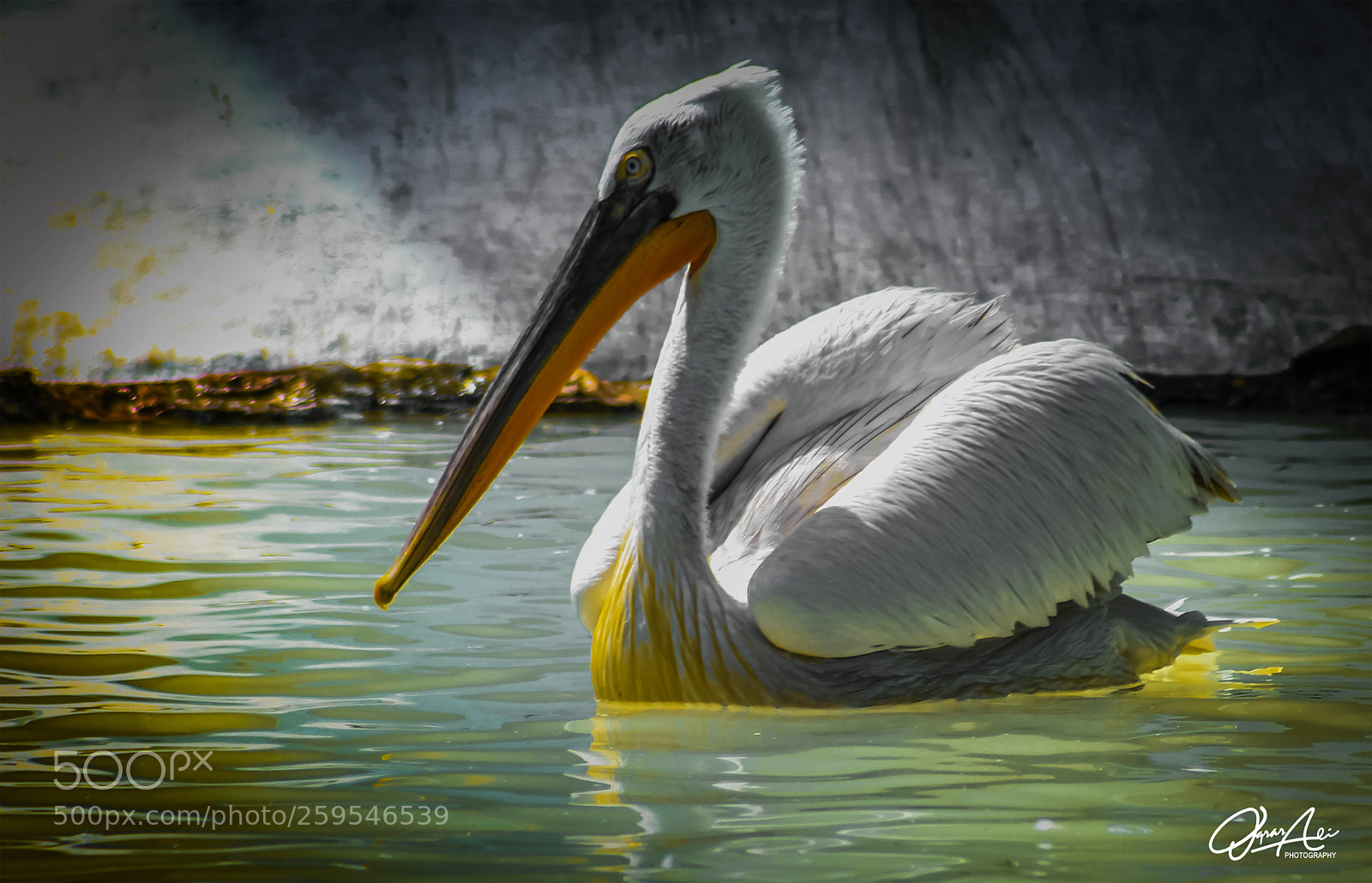Canon EOS 1200D (EOS Rebel T5 / EOS Kiss X70 / EOS Hi) sample photo. American white pelican photography