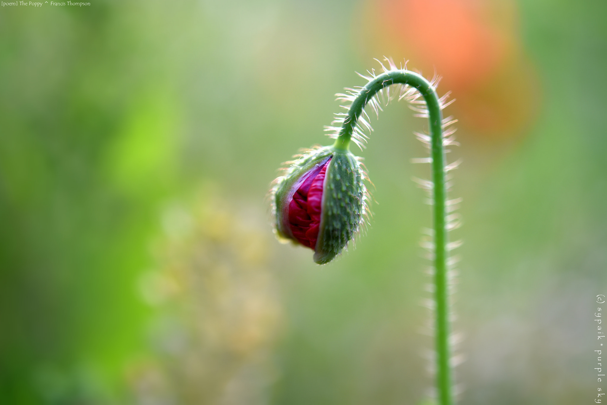 Nikon AF-S Micro-Nikkor 60mm F2.8G ED sample photo. The poppy ** photography