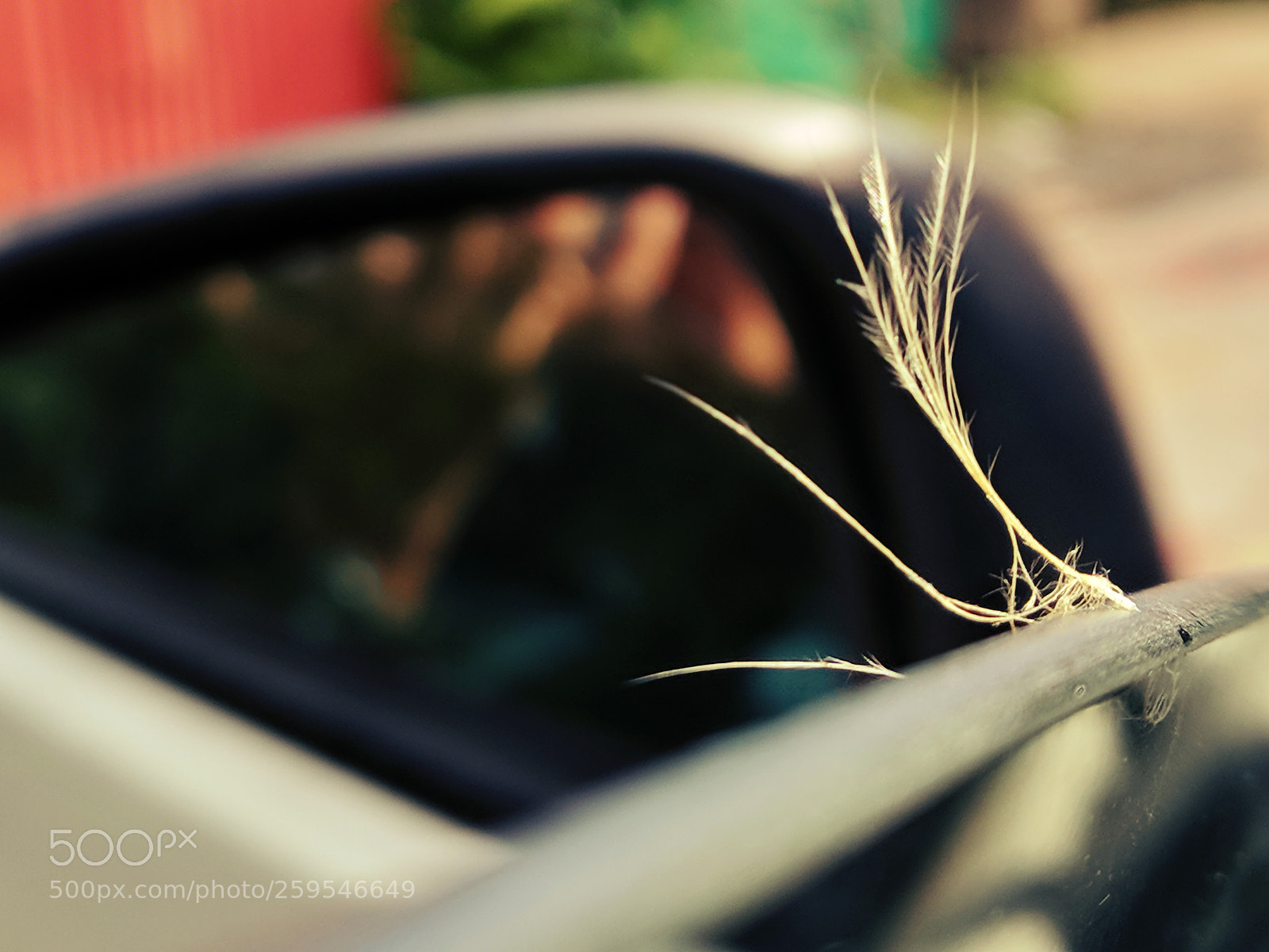 Xiaomi Mi A1 sample photo. Feather photography