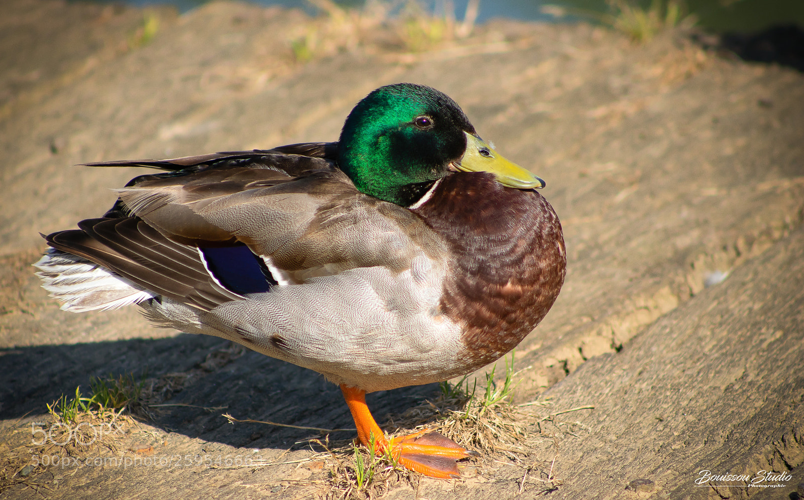 Canon EOS 80D sample photo. Canard colvert photography