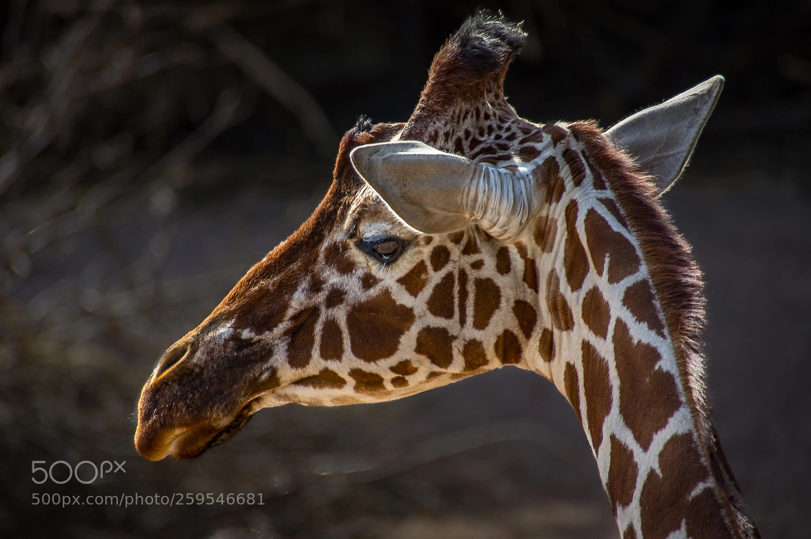 Sony SLT-A55 (SLT-A55V) sample photo. Giraffe photography