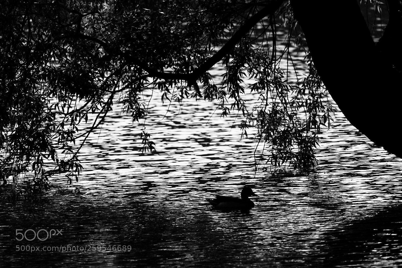 Canon EOS 400D (EOS Digital Rebel XTi / EOS Kiss Digital X) sample photo. Silhouette of a duck photography