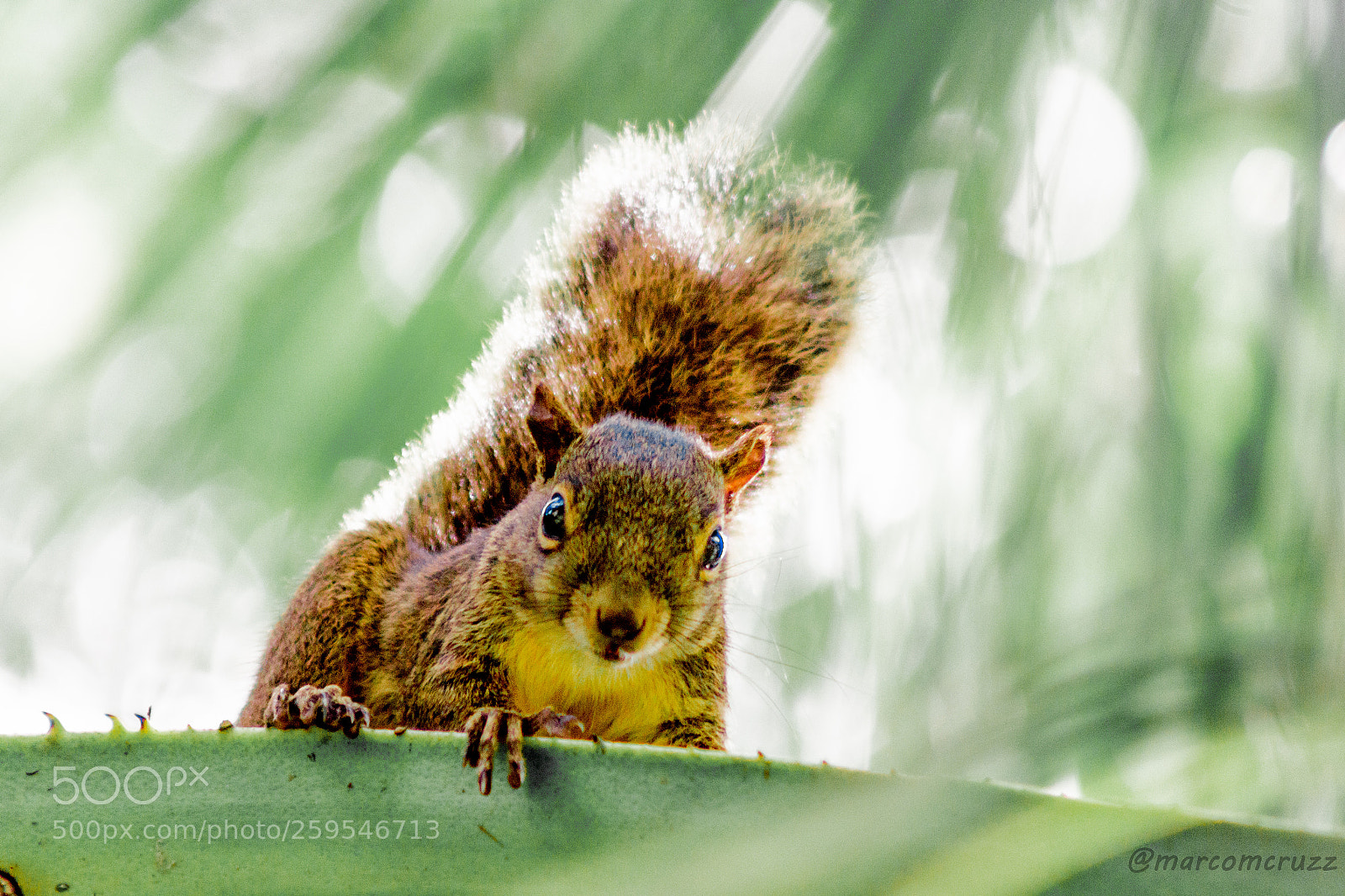 Canon EOS 1200D (EOS Rebel T5 / EOS Kiss X70 / EOS Hi) sample photo. Squirrel photography