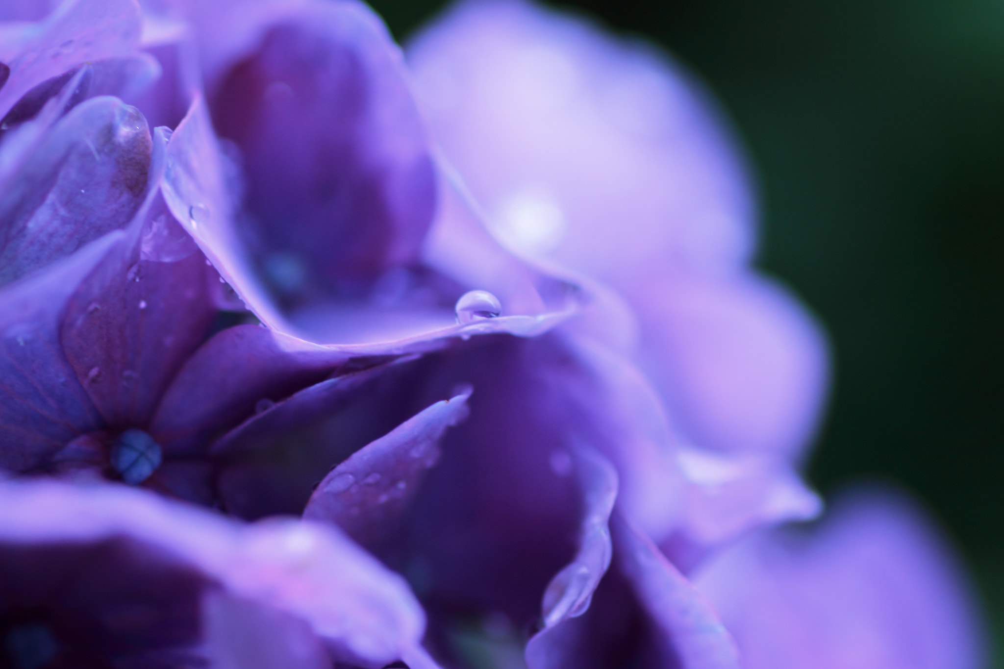 Canon EOS 600D (Rebel EOS T3i / EOS Kiss X5) sample photo. Hydrangea's drop photography