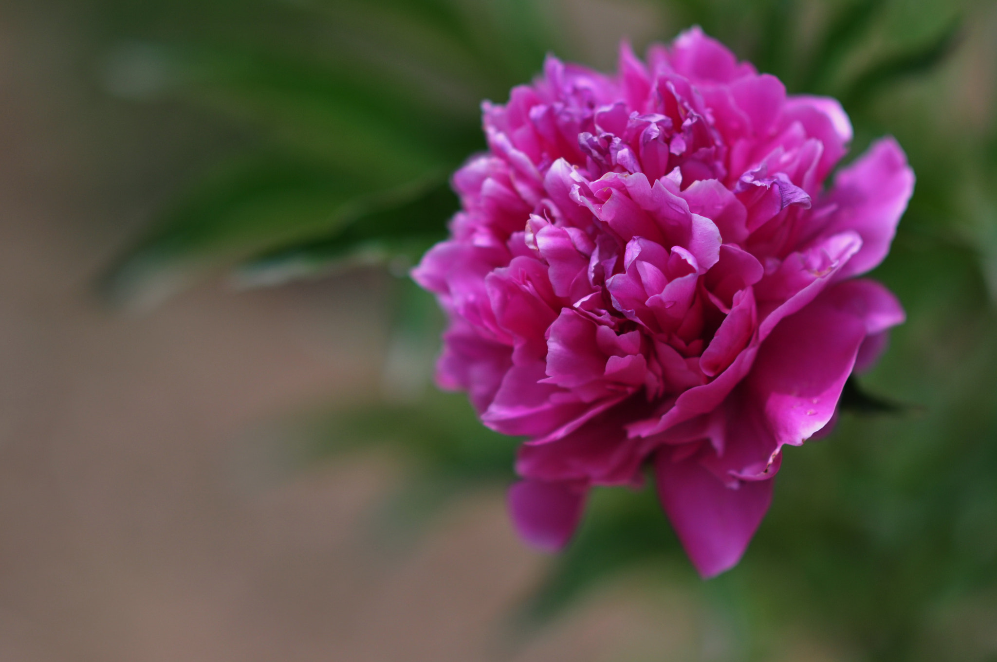 Nikon D90 sample photo. Peony photography