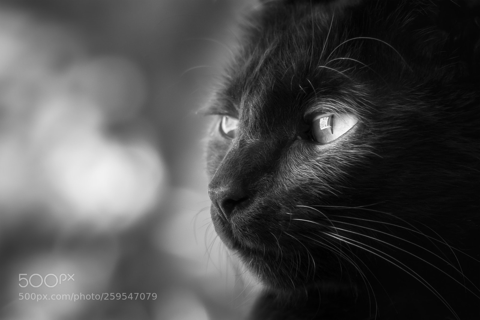 Nikon D5500 sample photo. Black cat photography