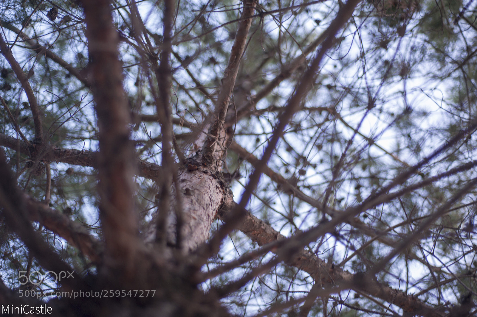 Nikon D700 sample photo. Tree photography