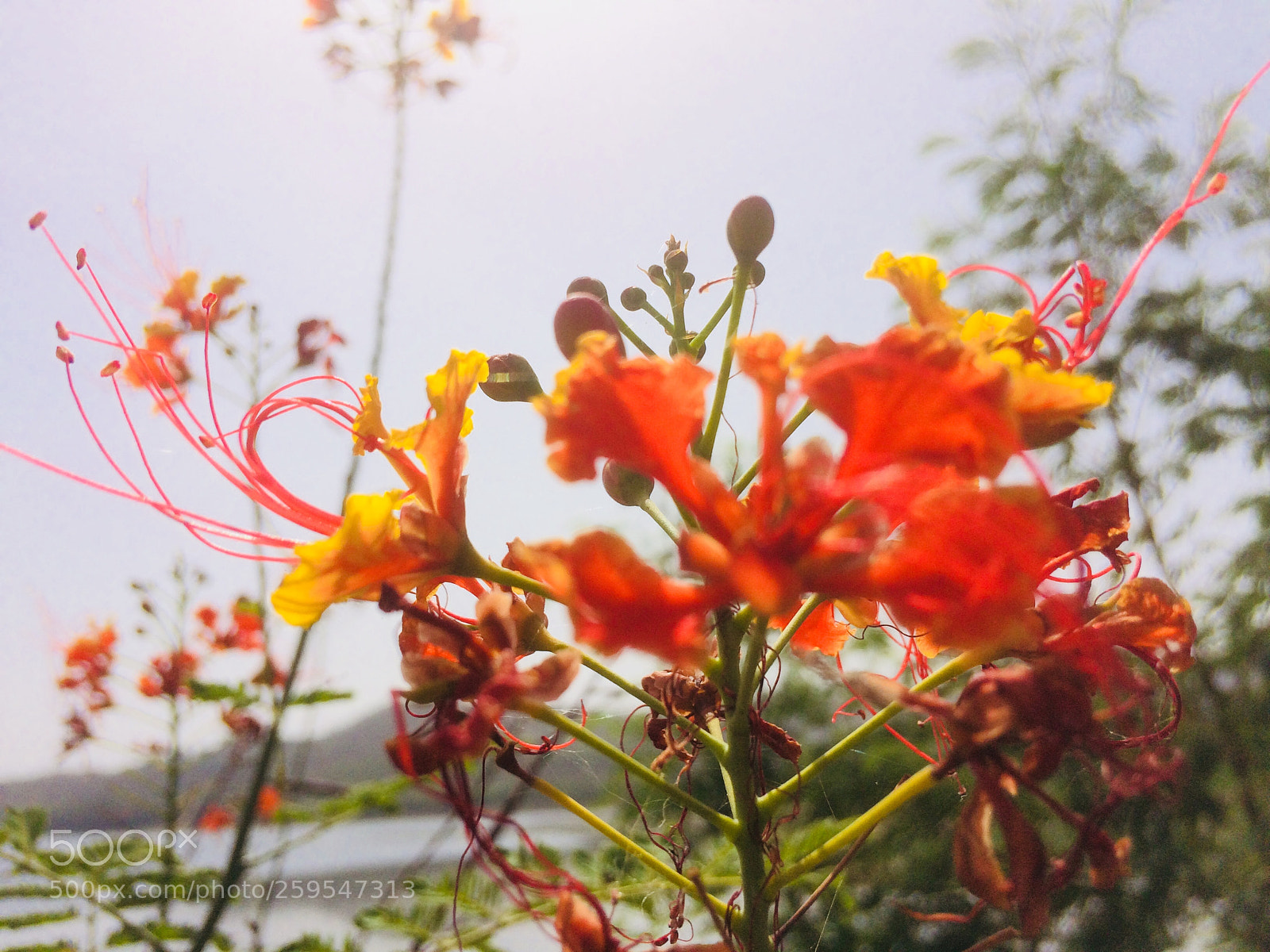 Apple iPhone 5s sample photo. Untitled photography