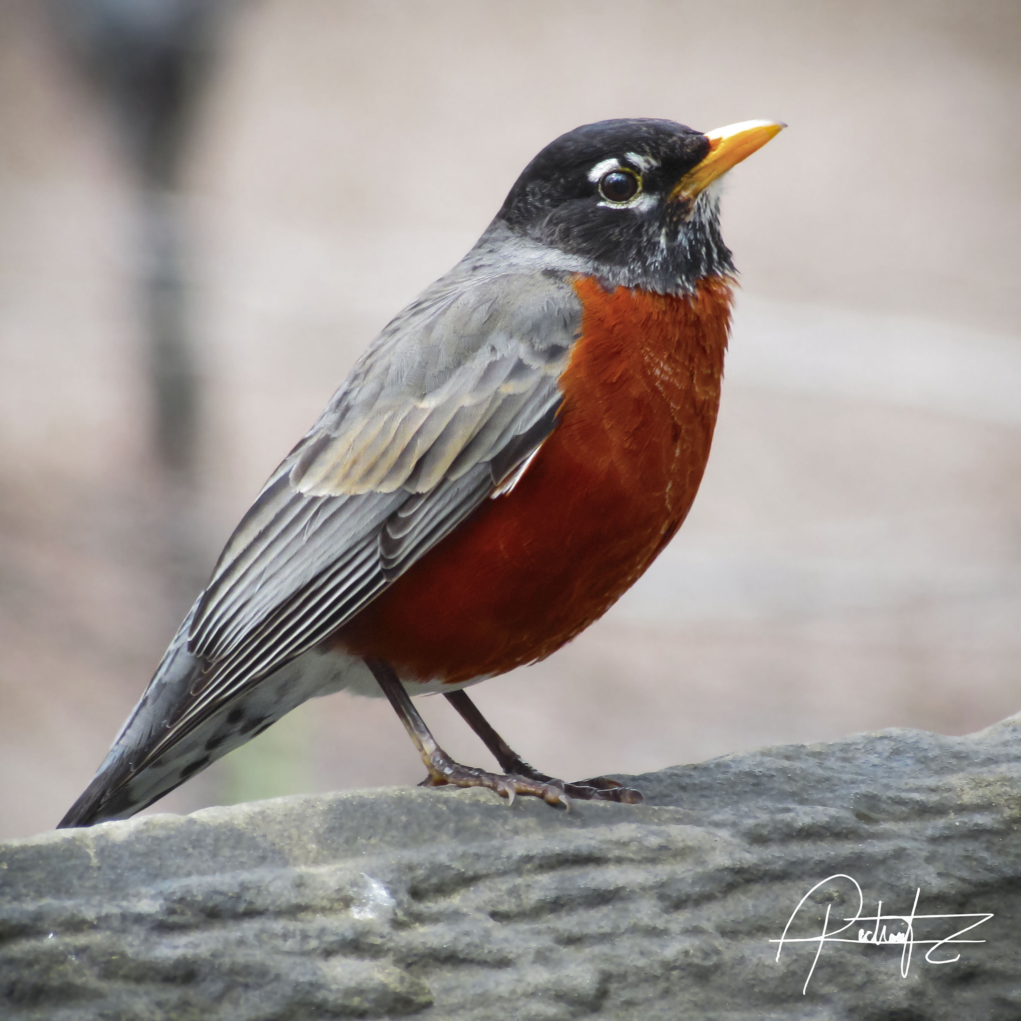 Canon PowerShot SX510 HS sample photo. Red robin photography