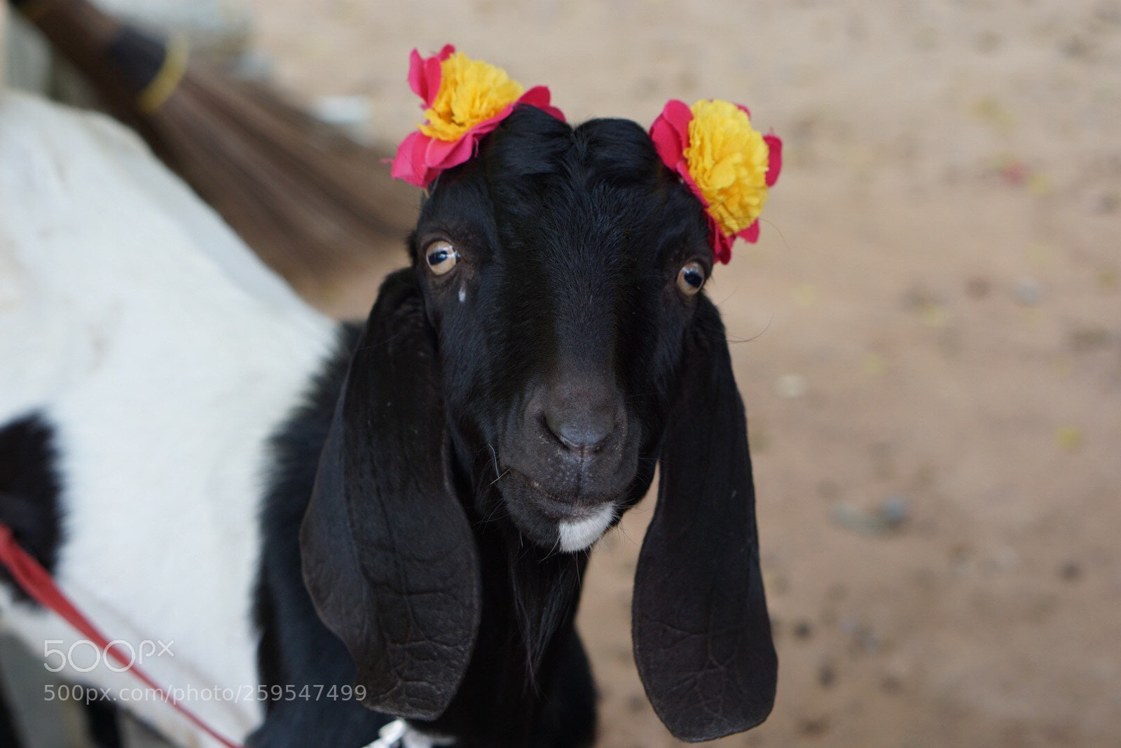 Sony a6000 sample photo. Flower girl photography