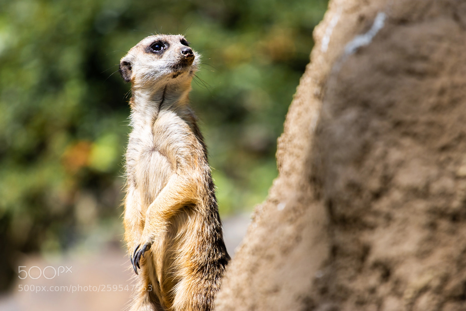 Canon EOS 760D (EOS Rebel T6s / EOS 8000D) sample photo. Meerkat standing on a photography