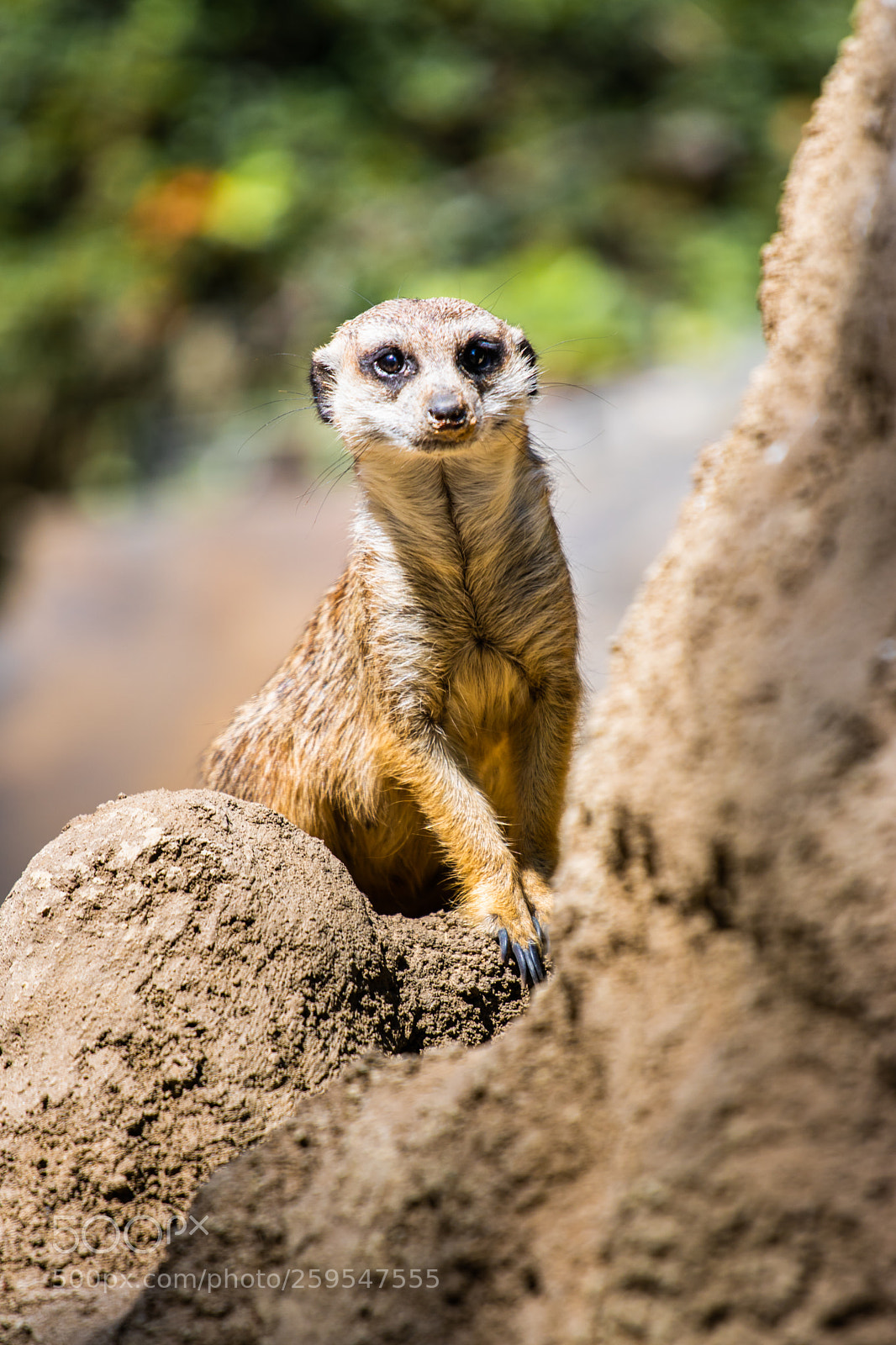 Canon EOS 760D (EOS Rebel T6s / EOS 8000D) sample photo. Meerkat on a rock photography