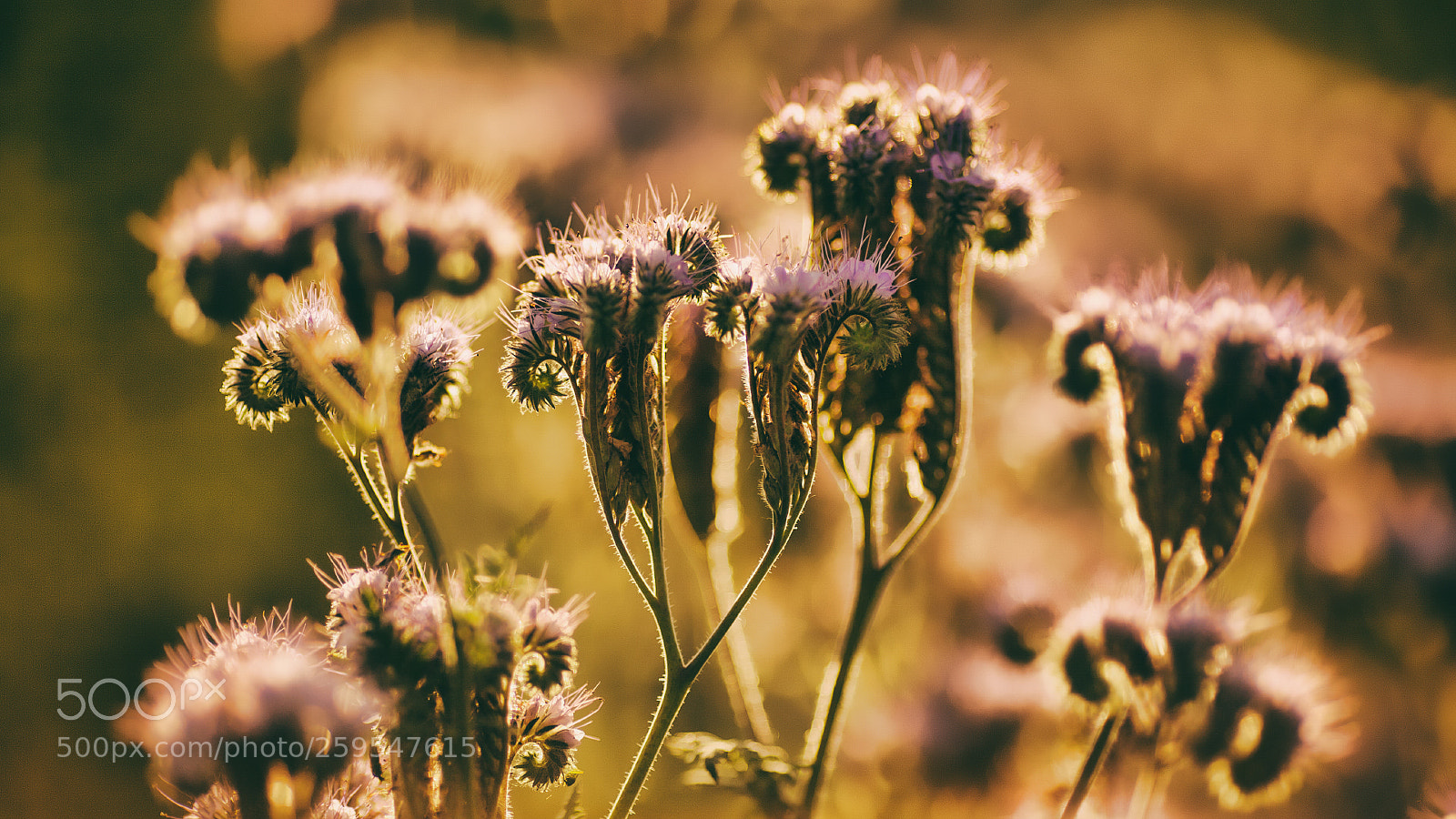 Canon EOS 5D sample photo. 500.jpg photography