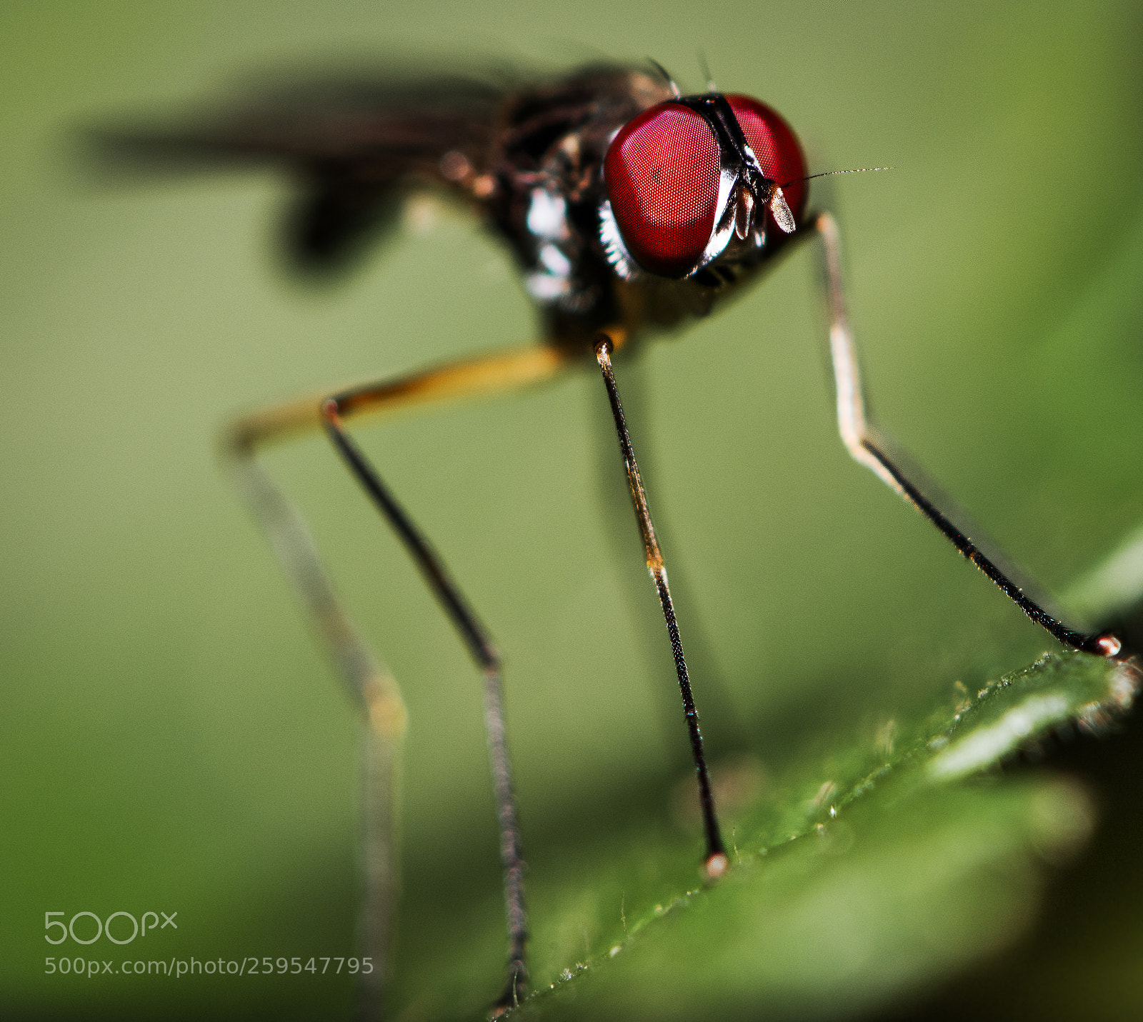 Nikon D810 sample photo. Long legs, red eyes photography
