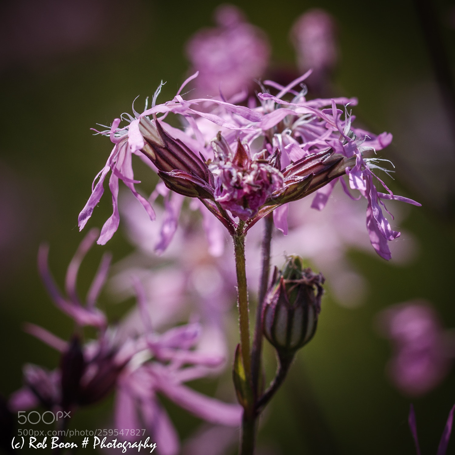 Canon EOS 5DS sample photo. Koekoeksbloem 2 photography