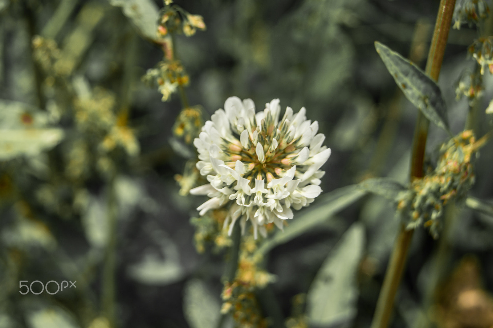 Sony a5100 sample photo. Walking on castione pt6 photography