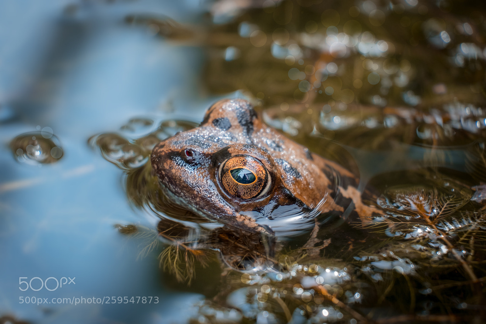 Fujifilm X-T20 sample photo. Look into the eye photography