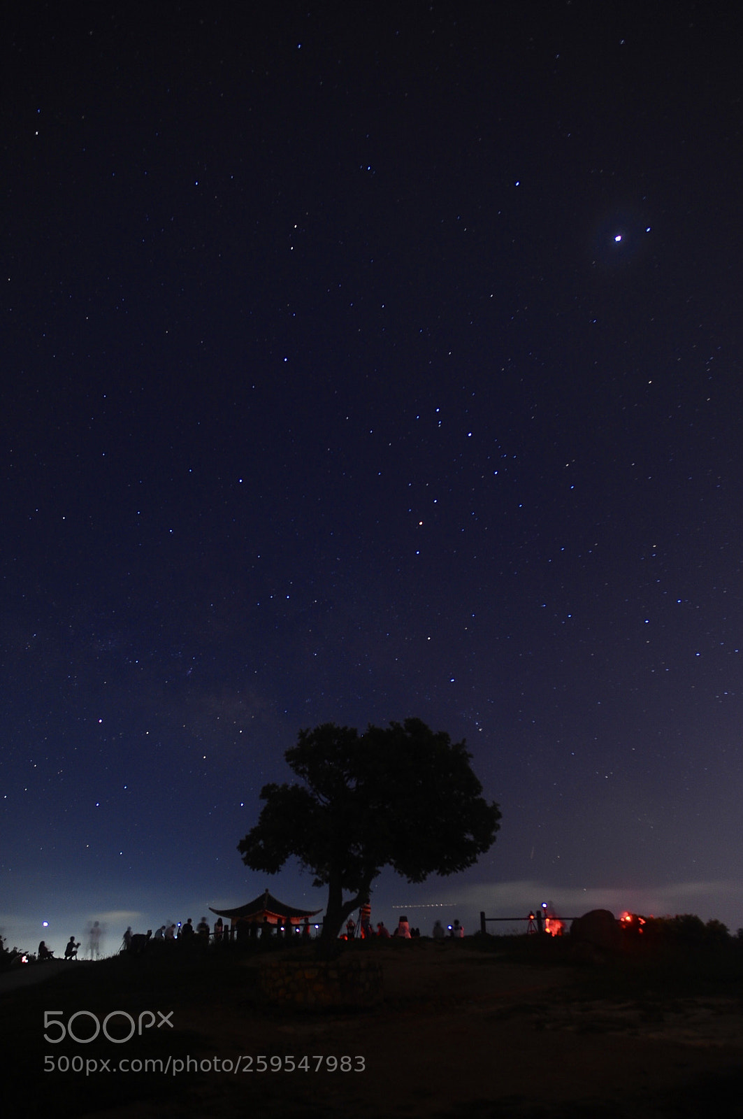 Nikon D700 sample photo. Lonely tree photography