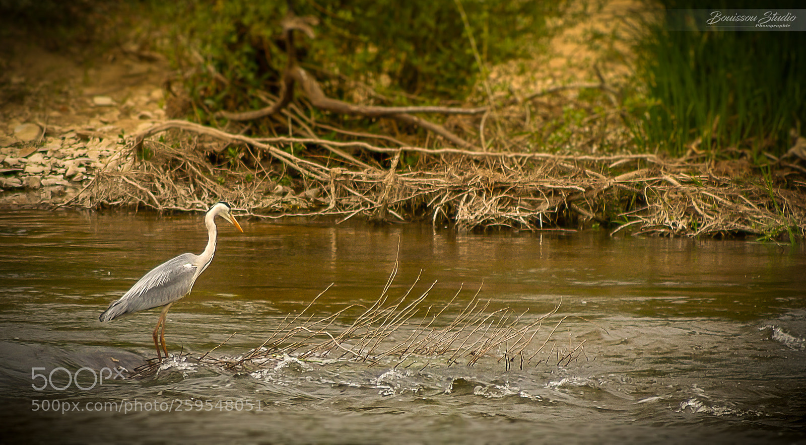 Canon EOS 1100D (EOS Rebel T3 / EOS Kiss X50) sample photo. L'oiseau en loire photography
