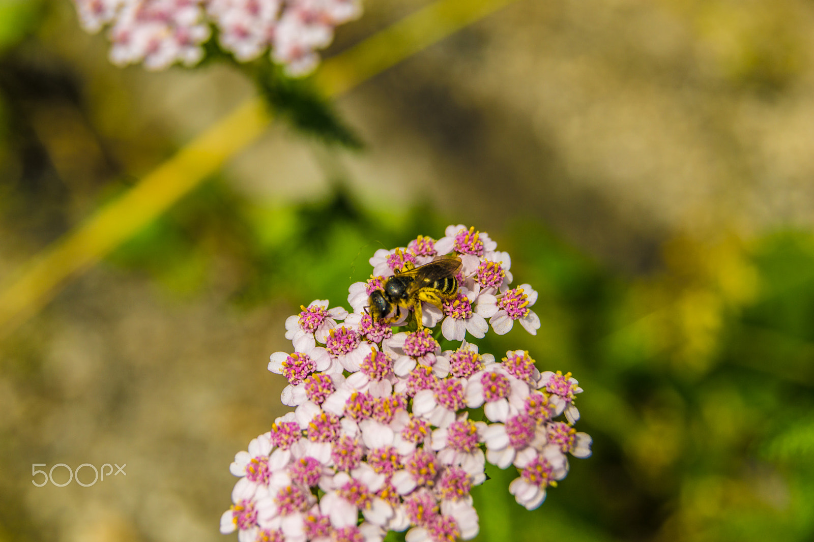 Sony a5100 sample photo. Walking on castione pt6 photography