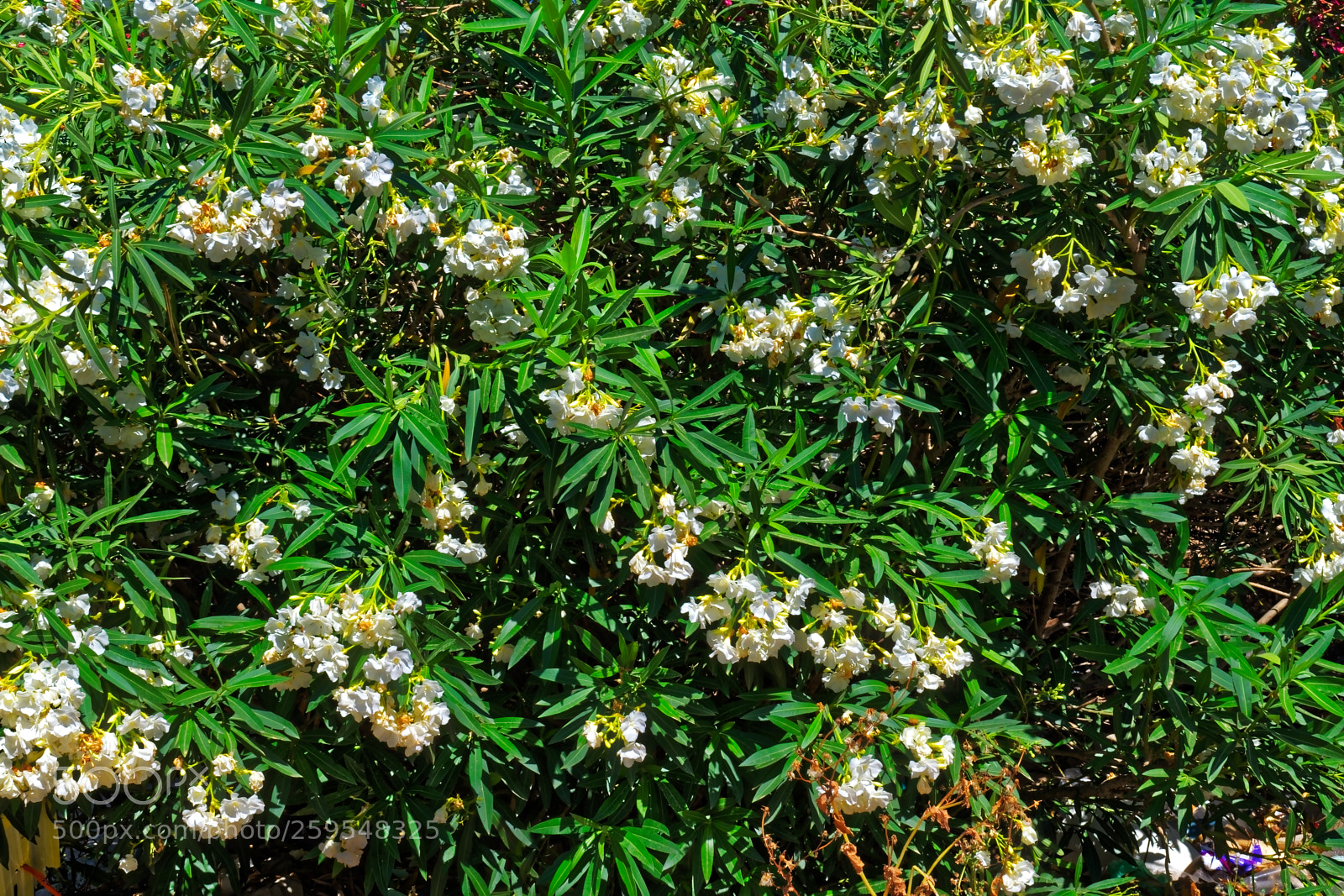 Nikon D5300 sample photo. Big white flower bush photography