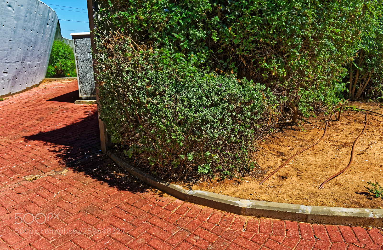 Nikon D5300 sample photo. Bush in a public photography