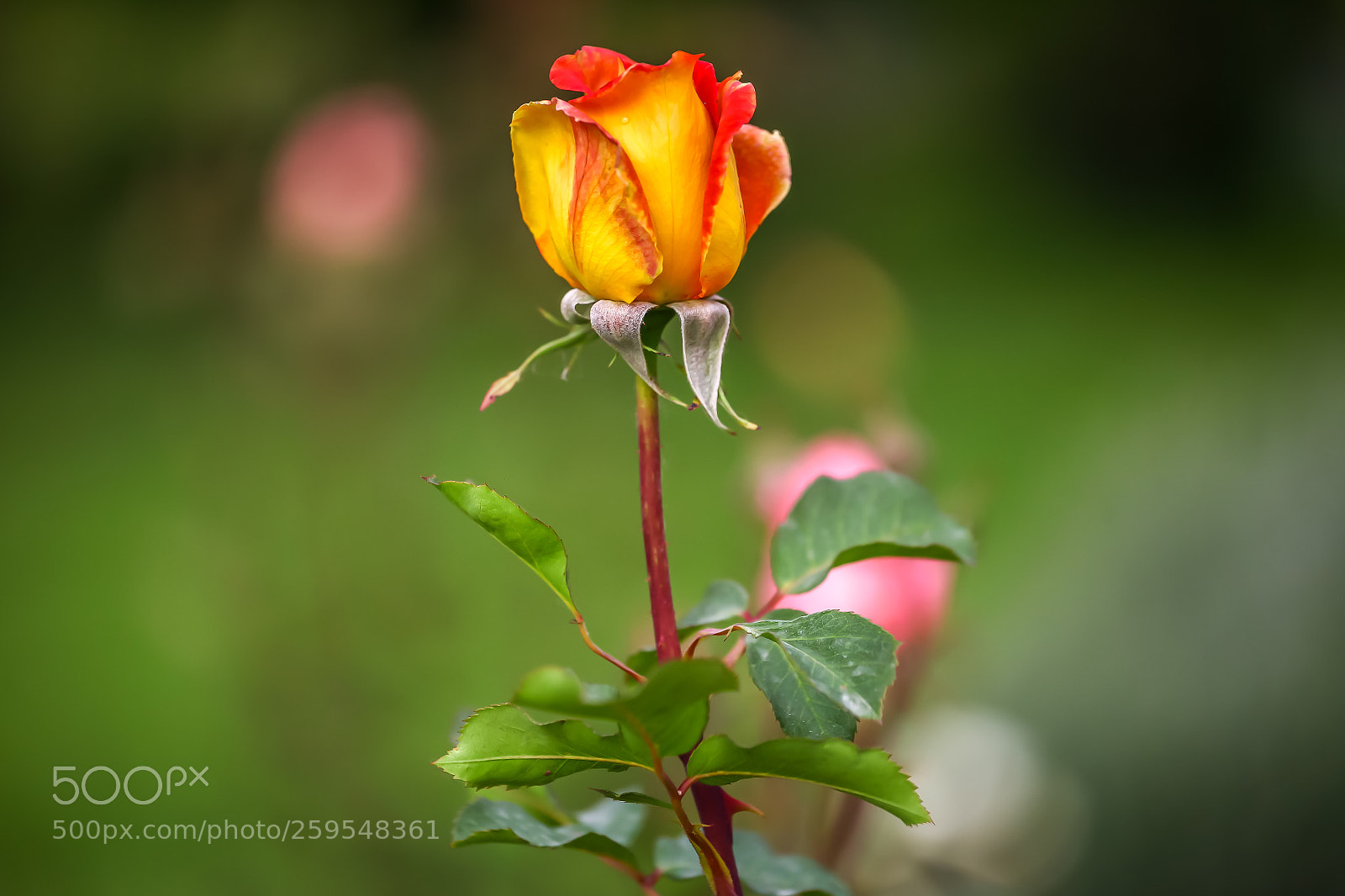 Canon EOS 5D Mark II sample photo. A preferred choice photography