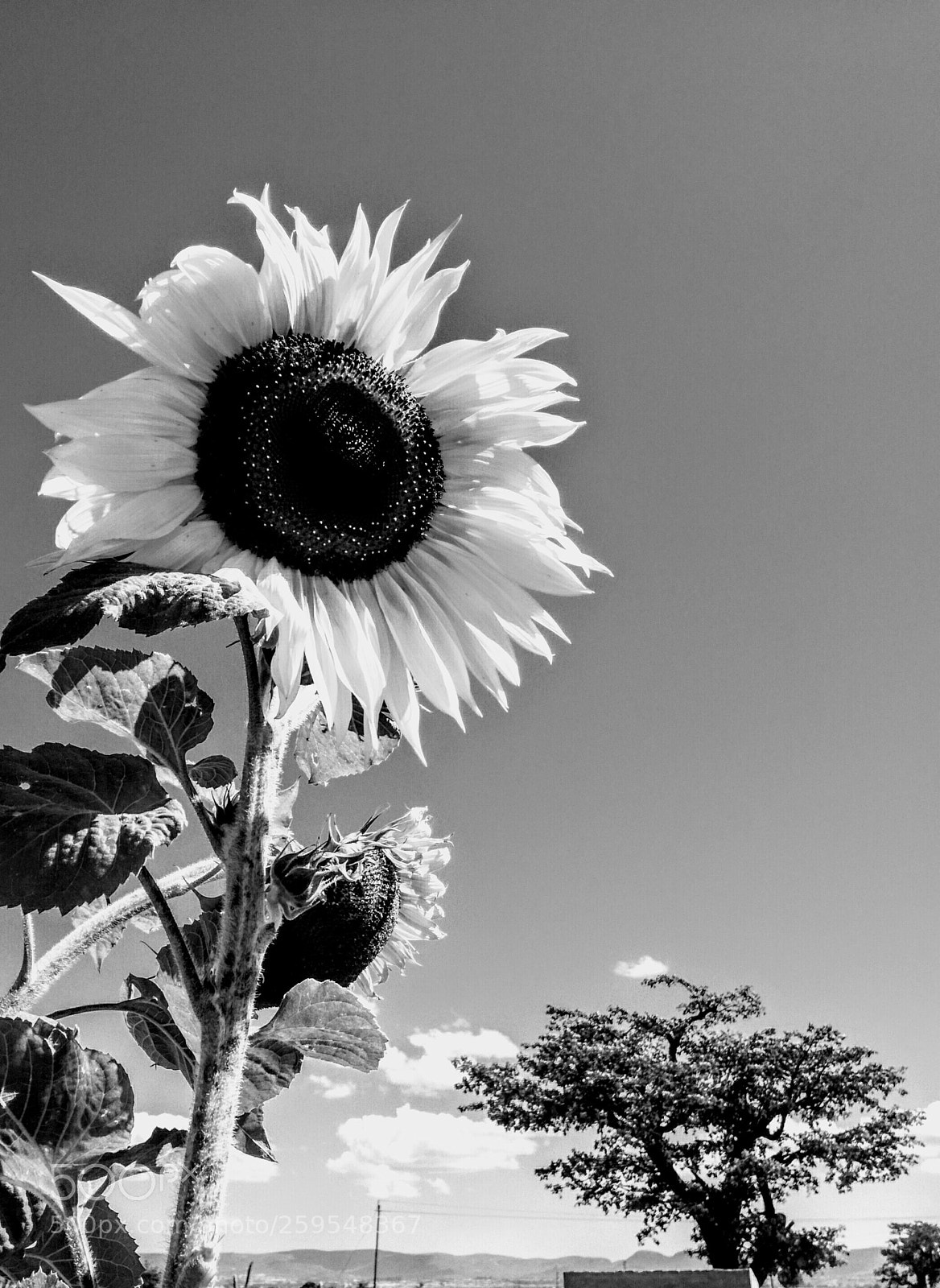 HUAWEI P9 LITE sample photo. Black sun photography