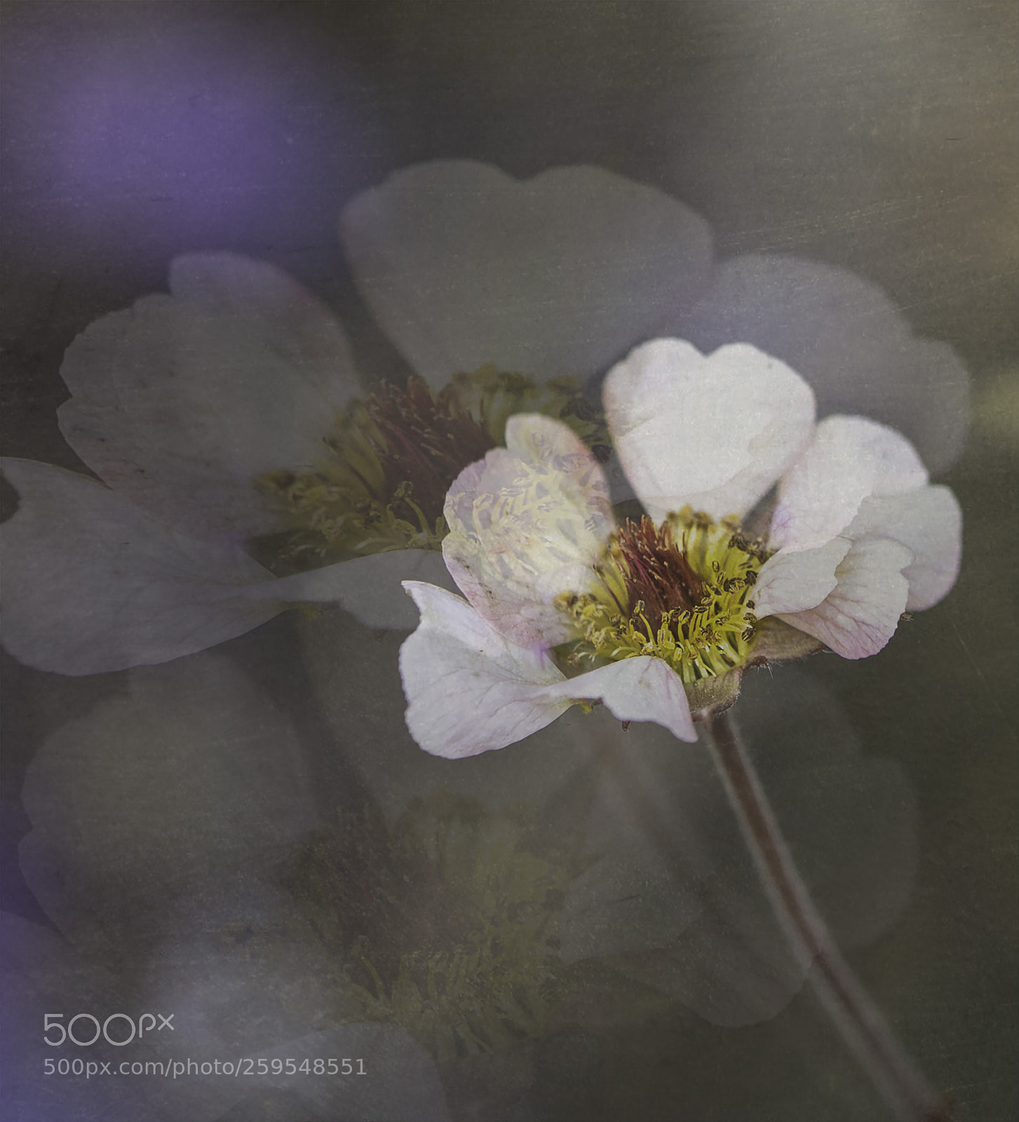 Sony a7 sample photo. Tiny blossoms photography