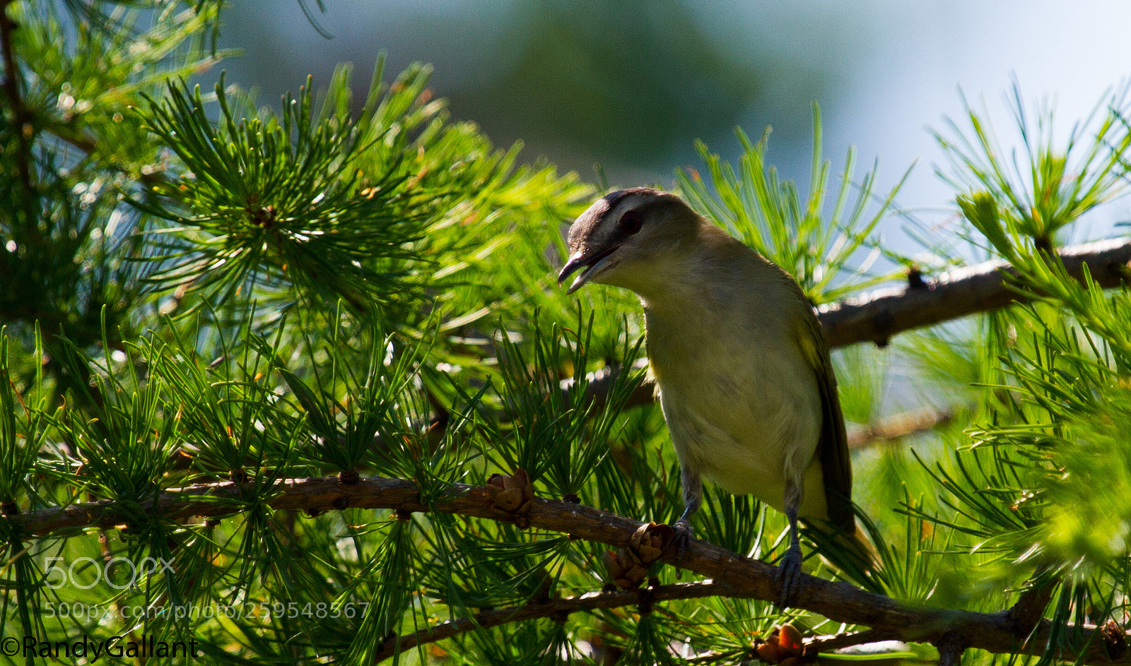 Canon EOS 7D sample photo. Blue headed vireo photography