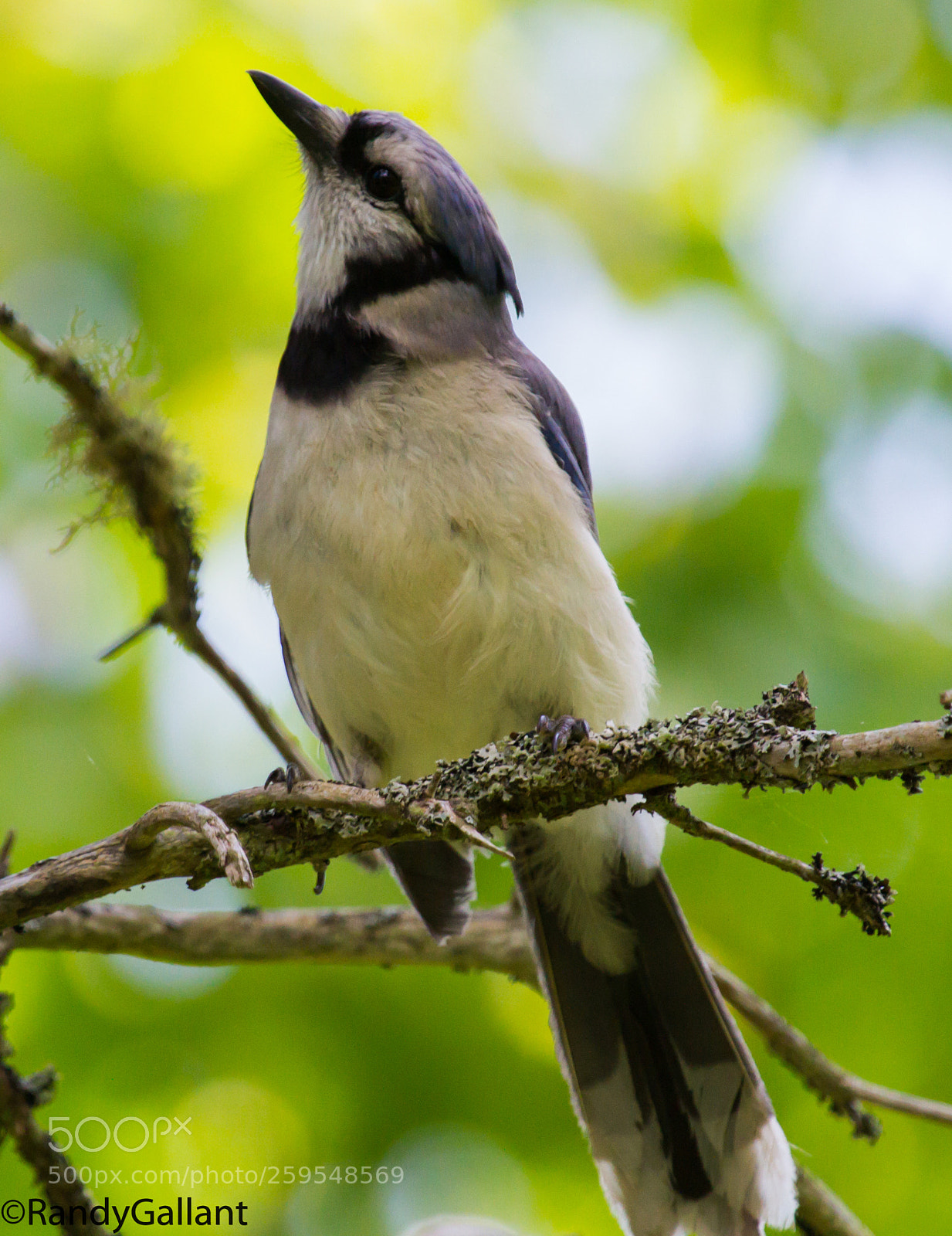 Canon EOS 7D sample photo. Blue jay photography