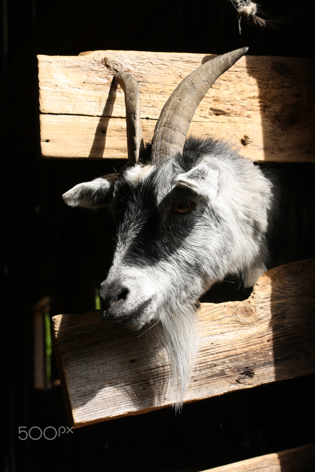 Sigma 55-200mm f/4-5.6 DC sample photo. Goat photography