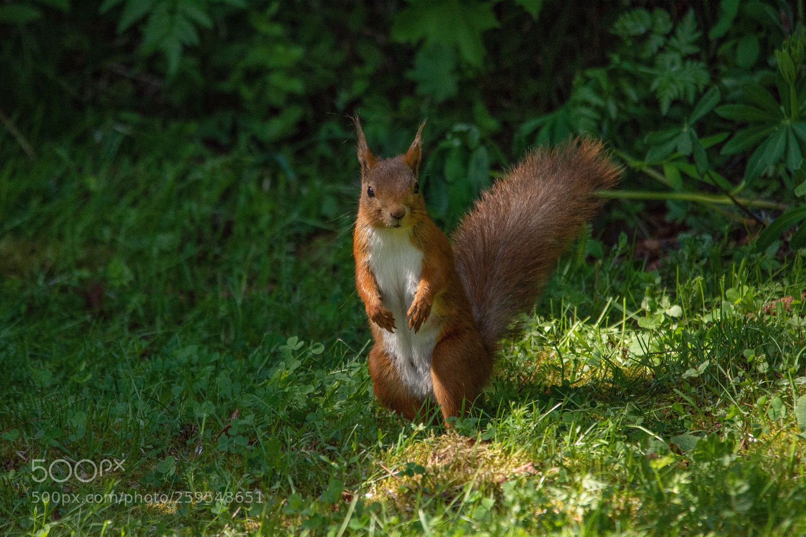 Nikon D7200 sample photo. The squirrel is relaxing photography