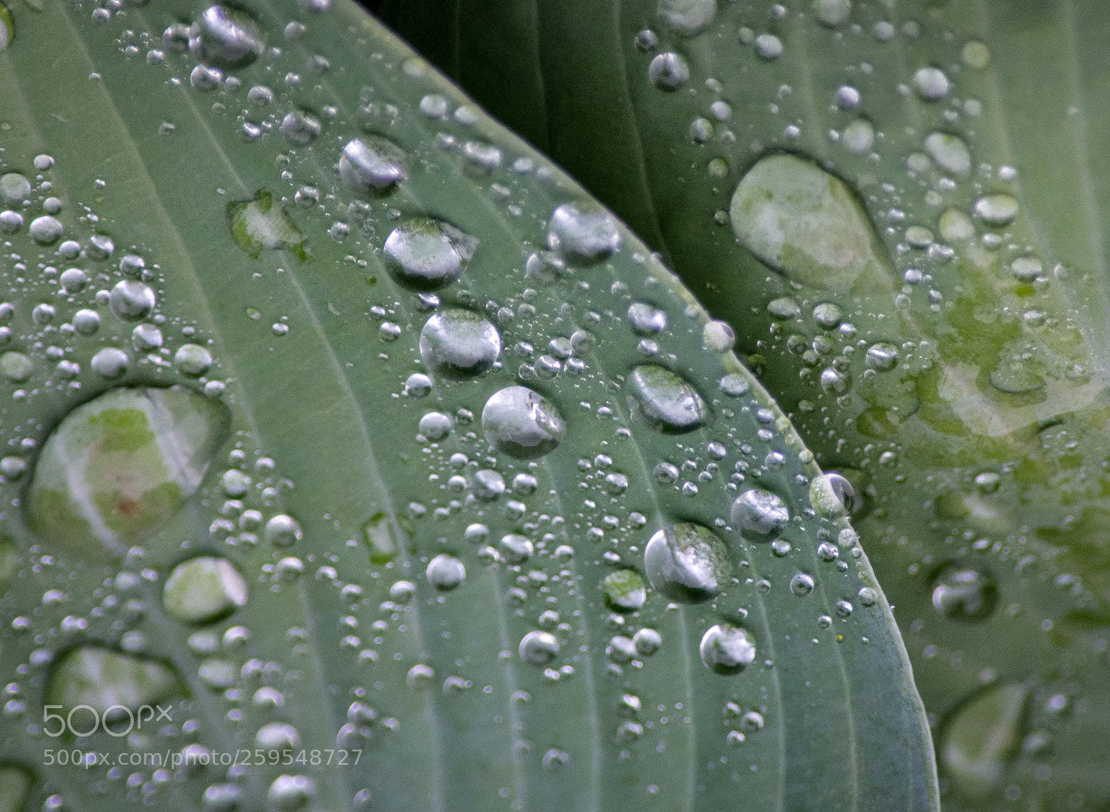 Nikon D7100 sample photo. Drops and curves photography