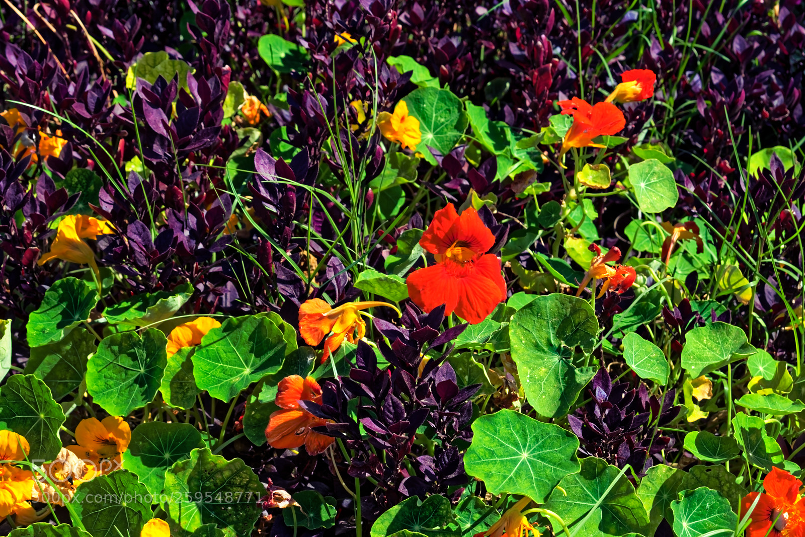 Nikon D5300 sample photo. Colorful green and purple photography