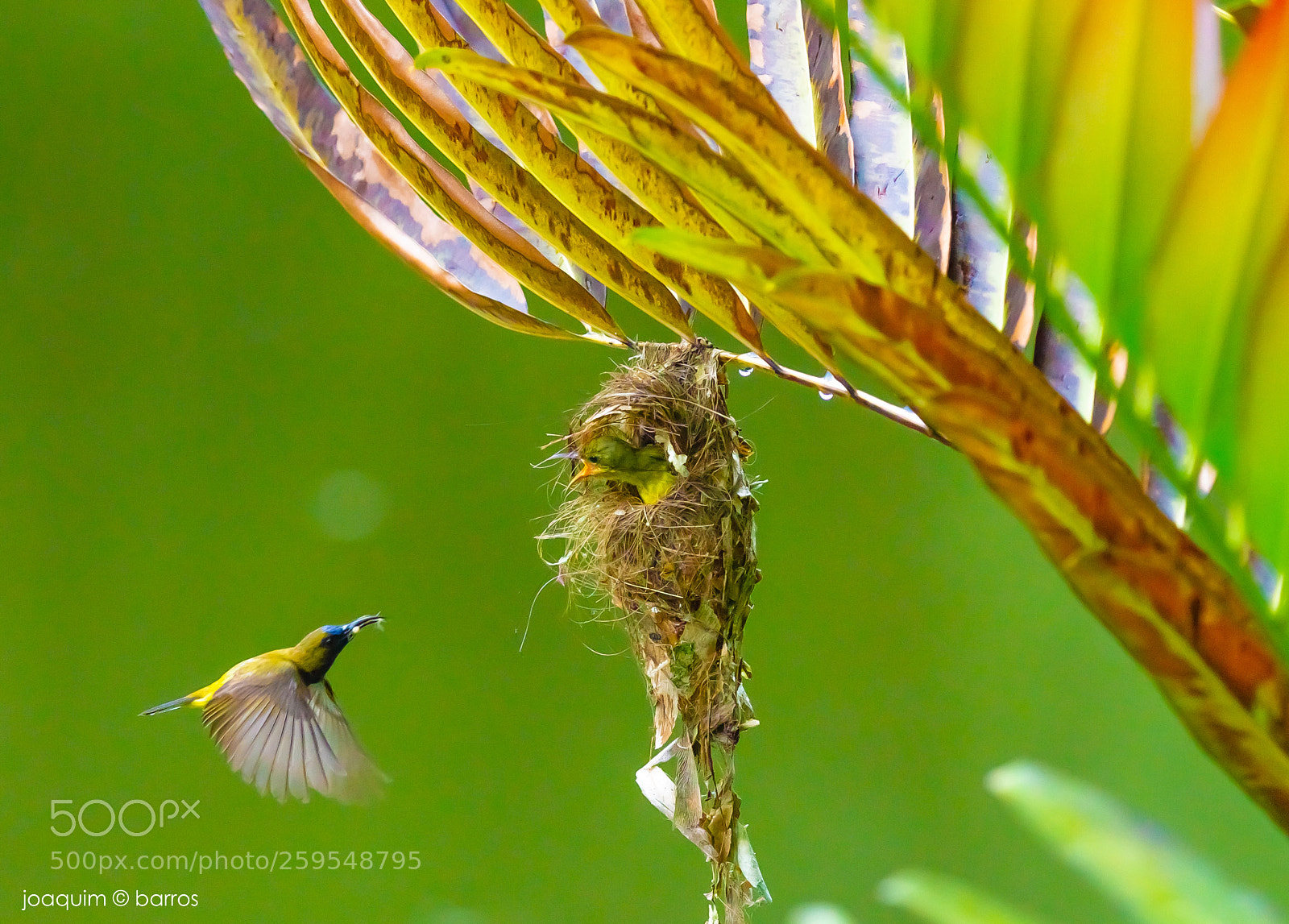 Canon EOS 7D sample photo. Mommy sunbird photography