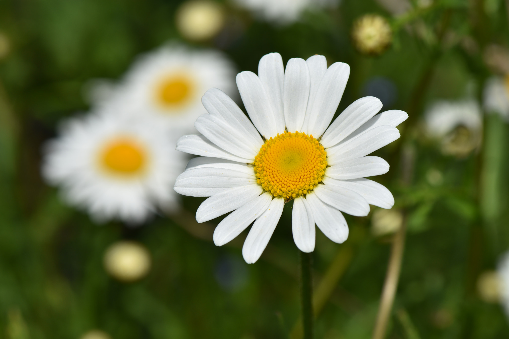 Nikon D7200 + Nikon AF-S Micro-Nikkor 105mm F2.8G IF-ED VR sample photo. Daisy photography