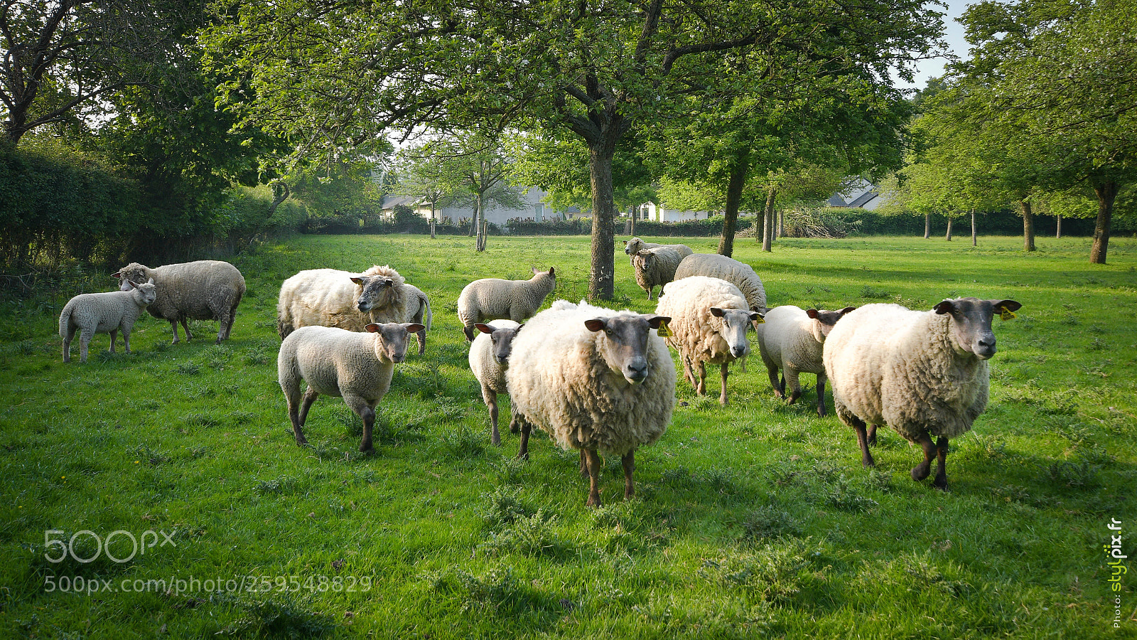 Nikon D500 sample photo. Sheeps and lambs in photography
