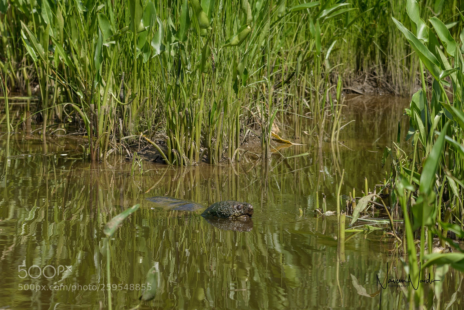 Nikon D800 sample photo. Snapping turtle photography