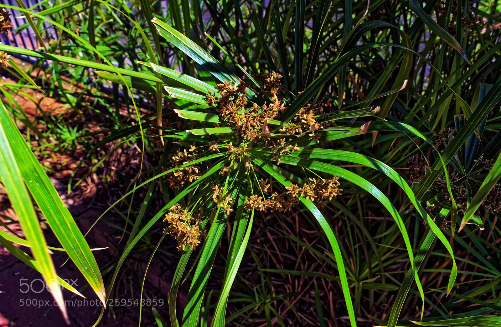 Nikon D5300 sample photo. Cut plant with dead photography