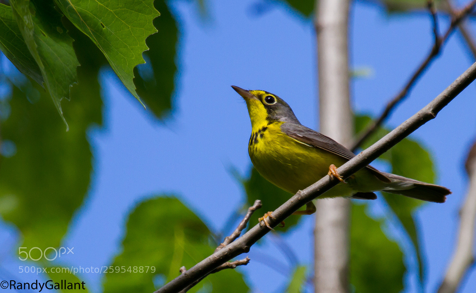 Canon EOS 7D sample photo. Canada warbler photography