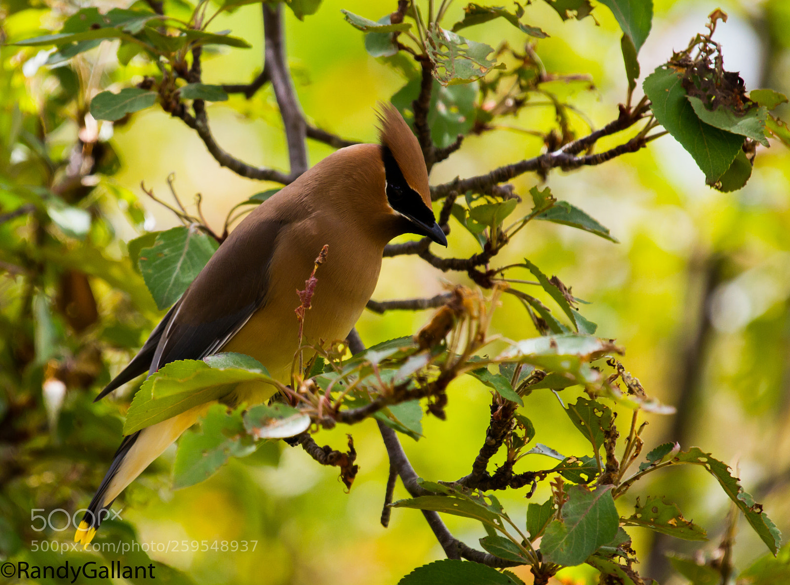 Canon EOS 7D sample photo. Cedar waxwing photography