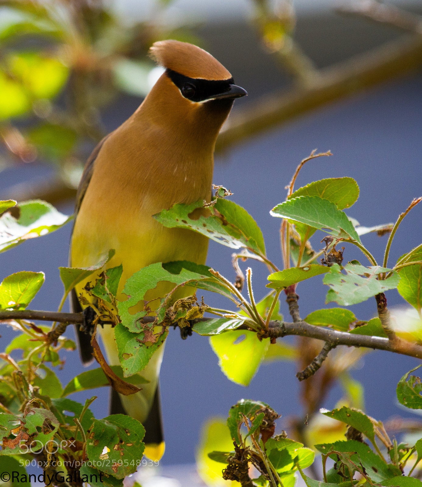 Canon EOS 7D sample photo. Cedar waxwing photography